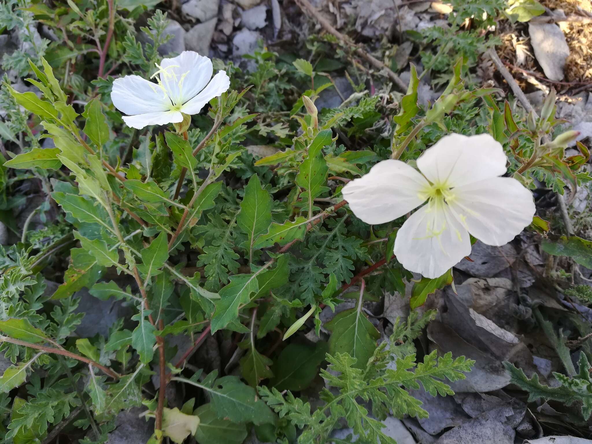 Image of Kunth's Evening-Primrose