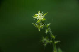 Image of Chiropetalum griseum Griseb.