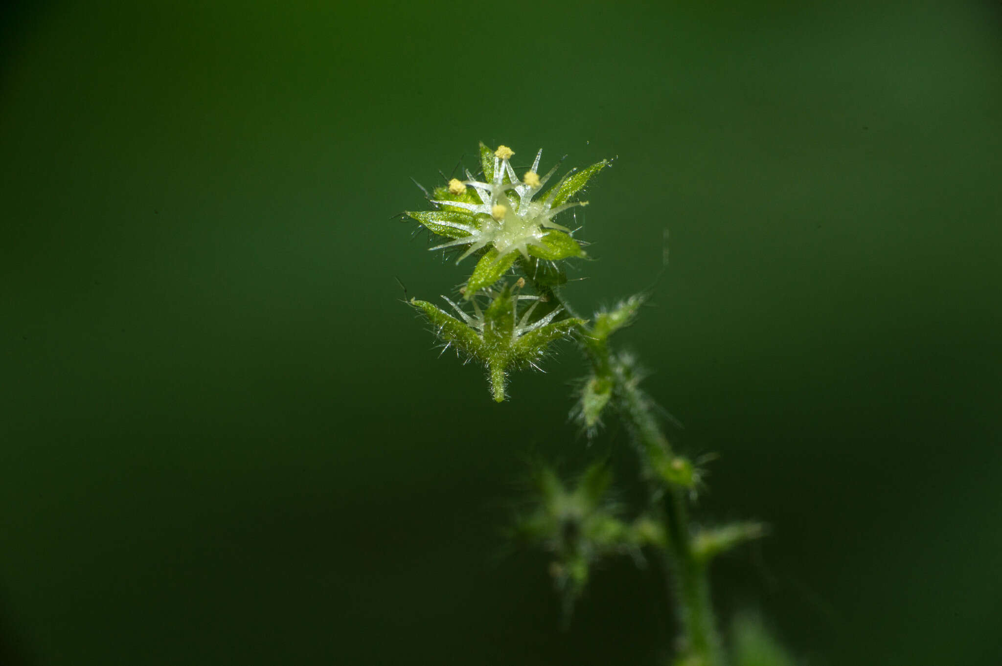 Sivun Chiropetalum griseum Griseb. kuva