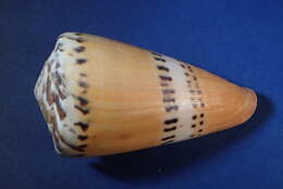 Image of weasel cone