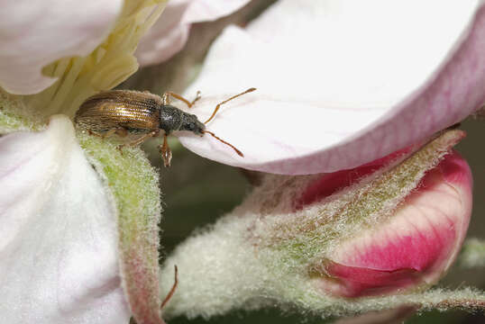 Image of Brown Leaf Weevil