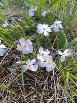 Image of tufted phlox