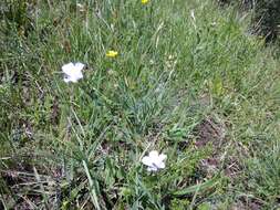 Imagem de Linum nervosum Waldst. & Kit.