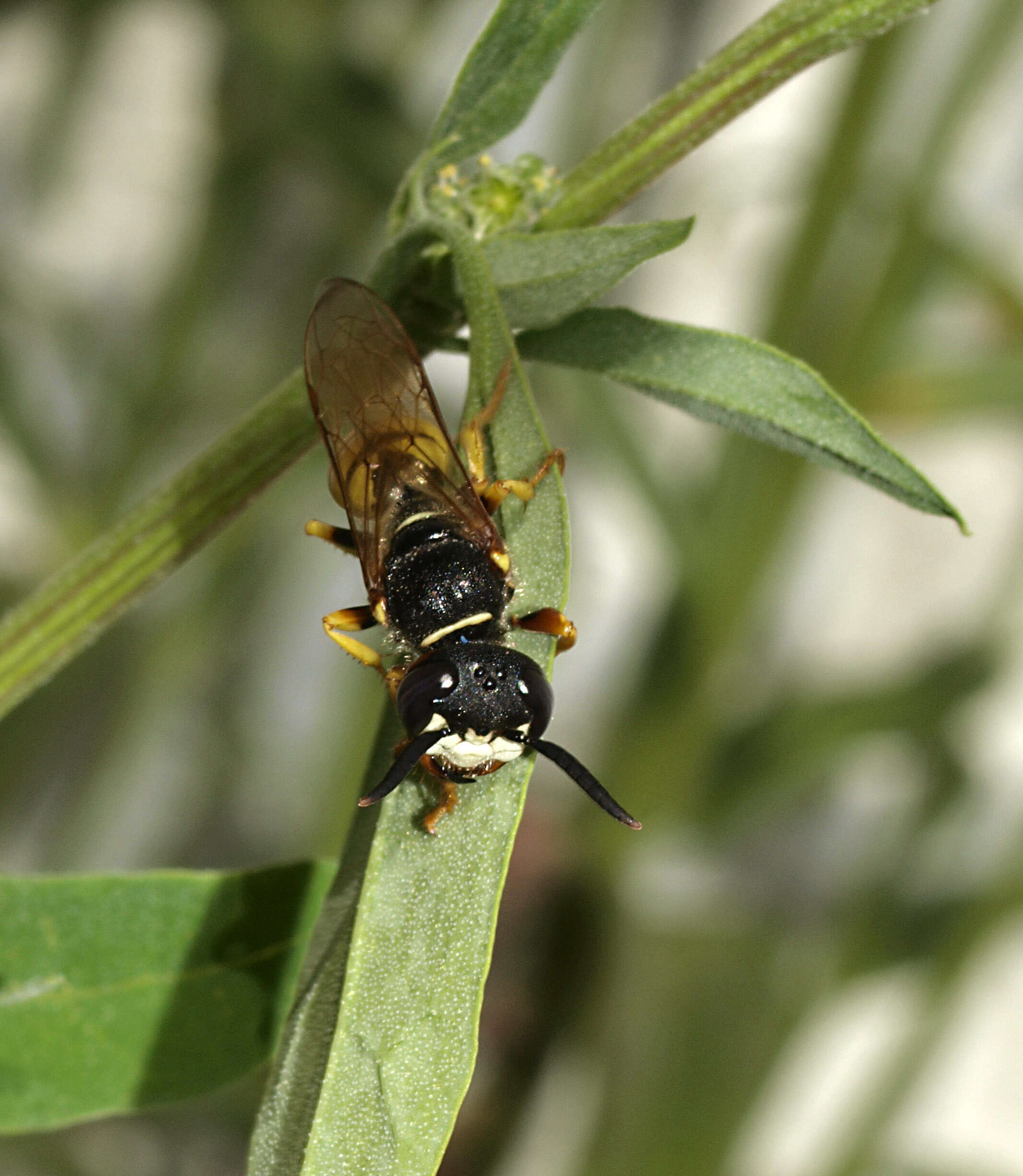 Imagem de Philanthus triangulum (Fabricius 1775)