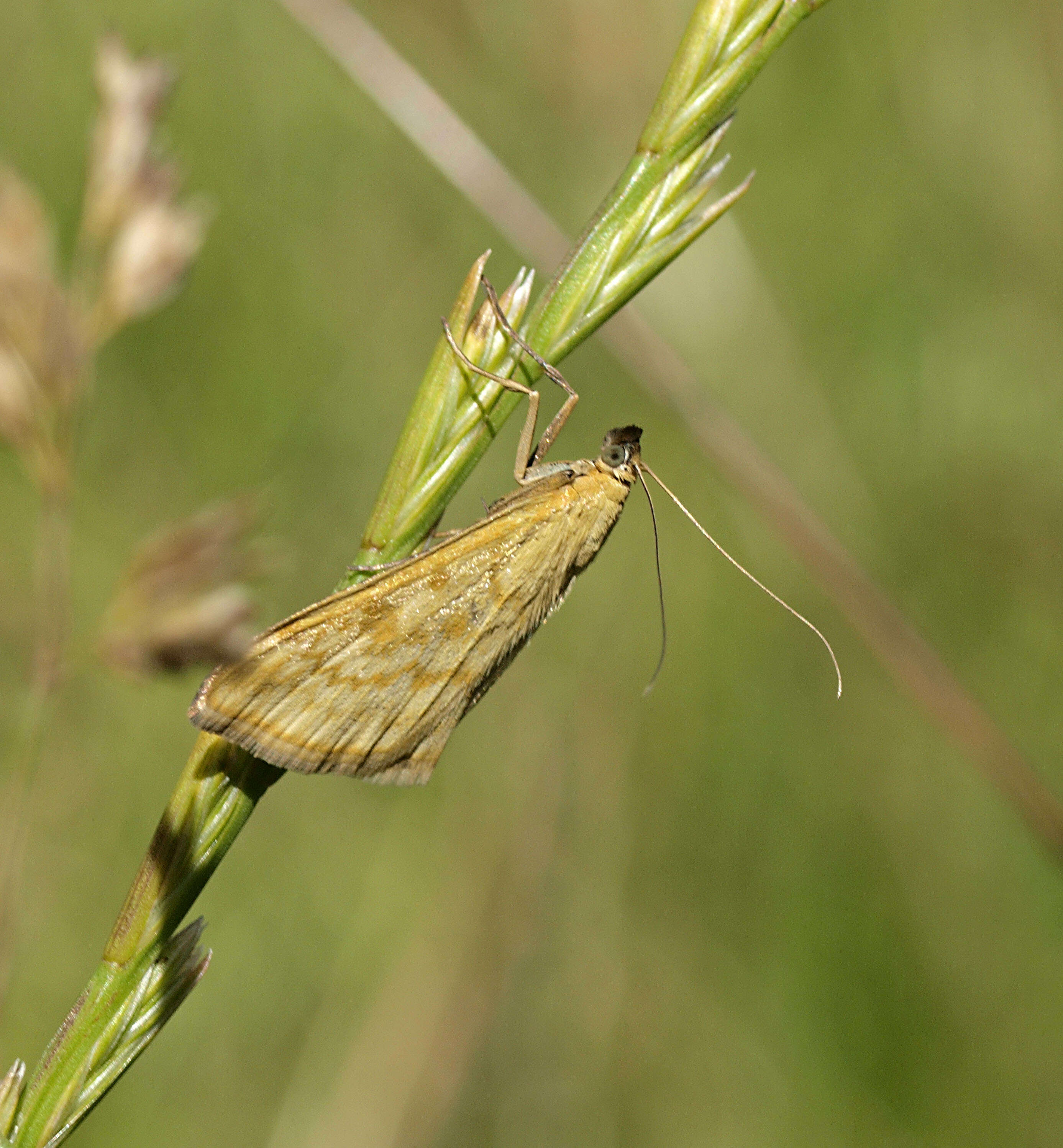 صورة Sitochroa verticalis Linnaeus 1758