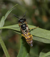 Imagem de Philanthus triangulum (Fabricius 1775)