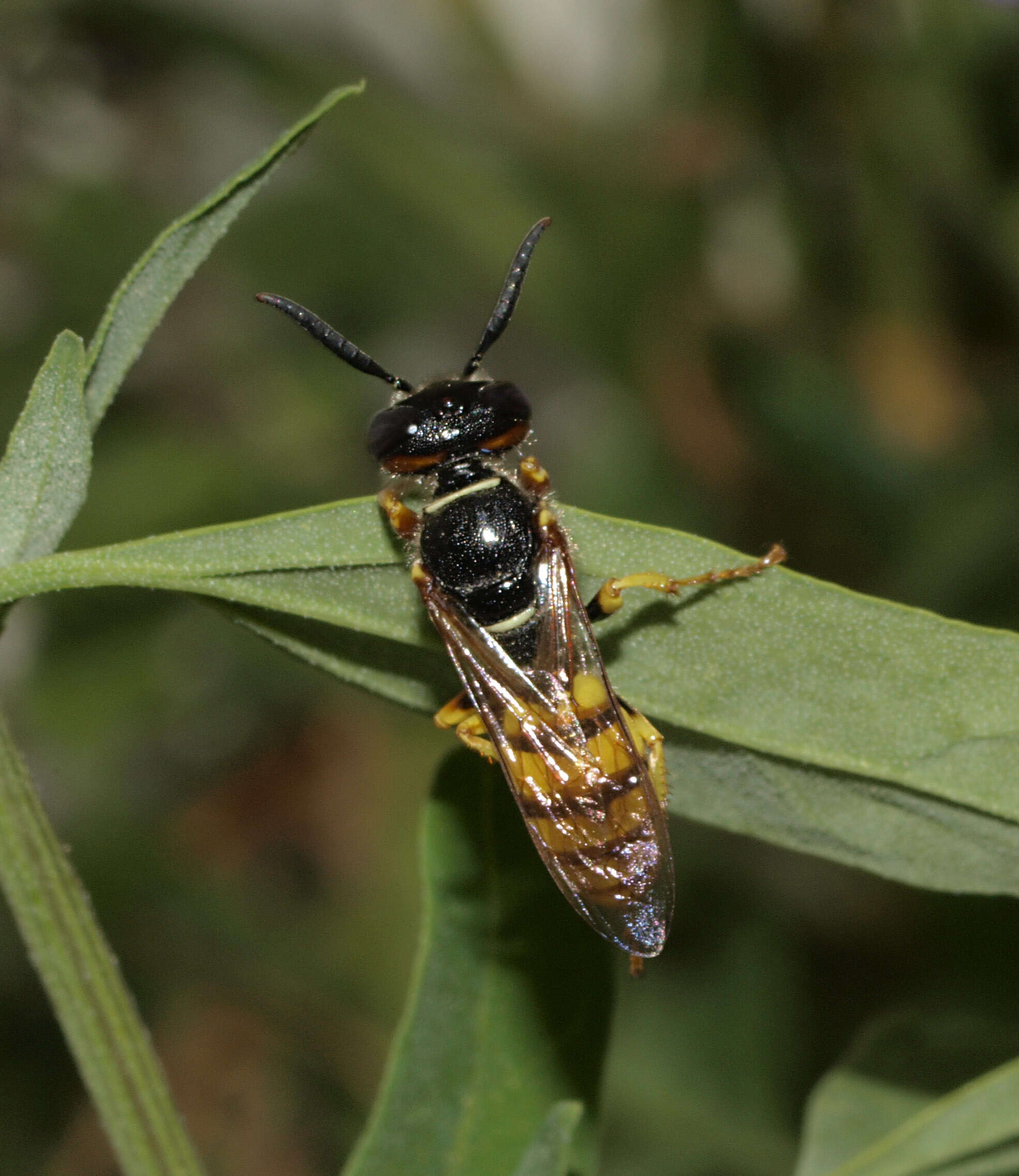 Image of European beewolf