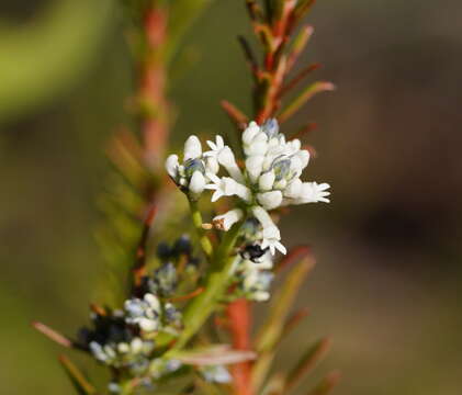 Image of Conospermum taxifolium C. F. Gaertner