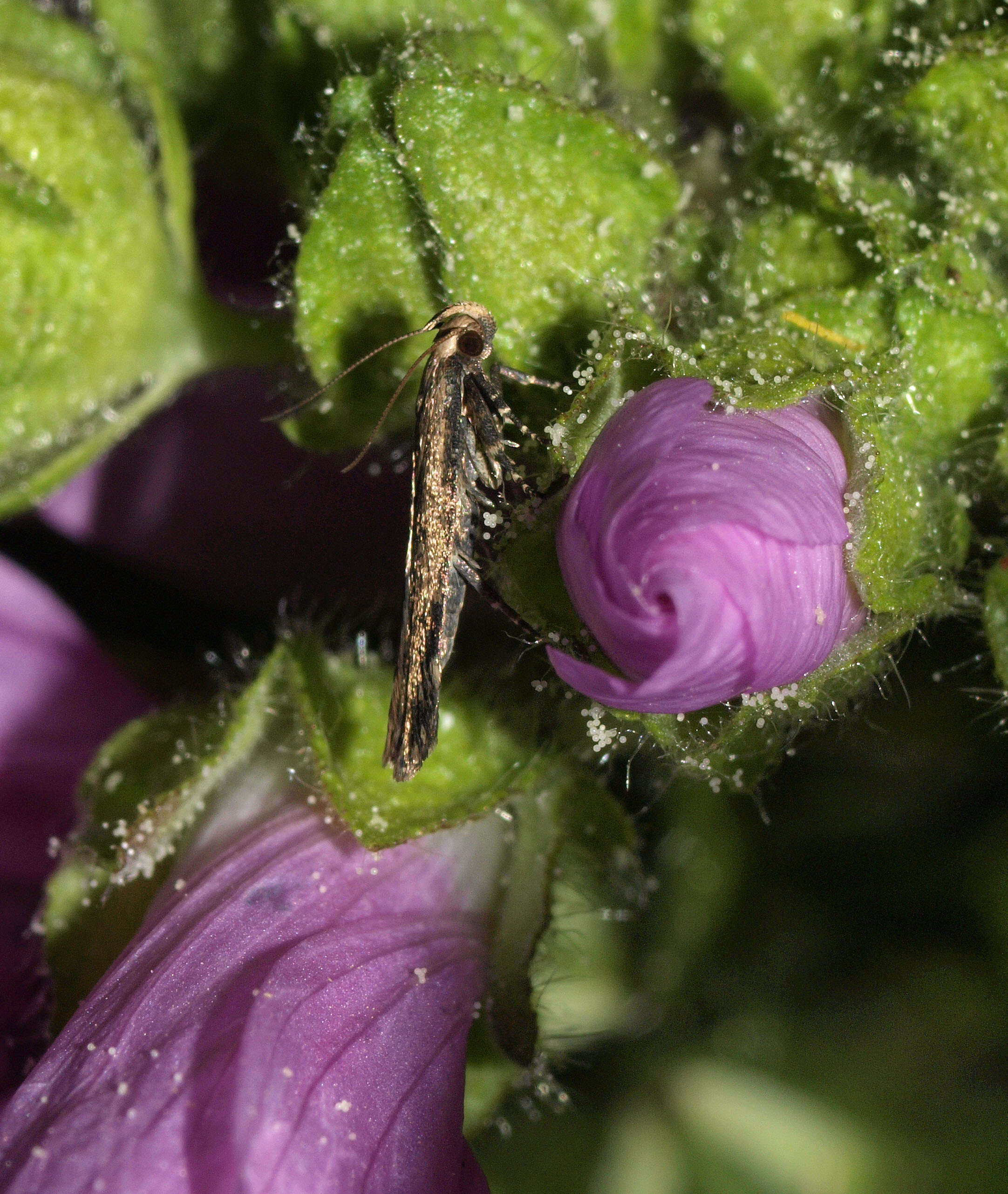 Image of musk mallow