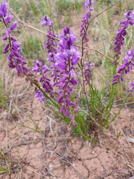 Image of Polygala comosa subsp. comosa