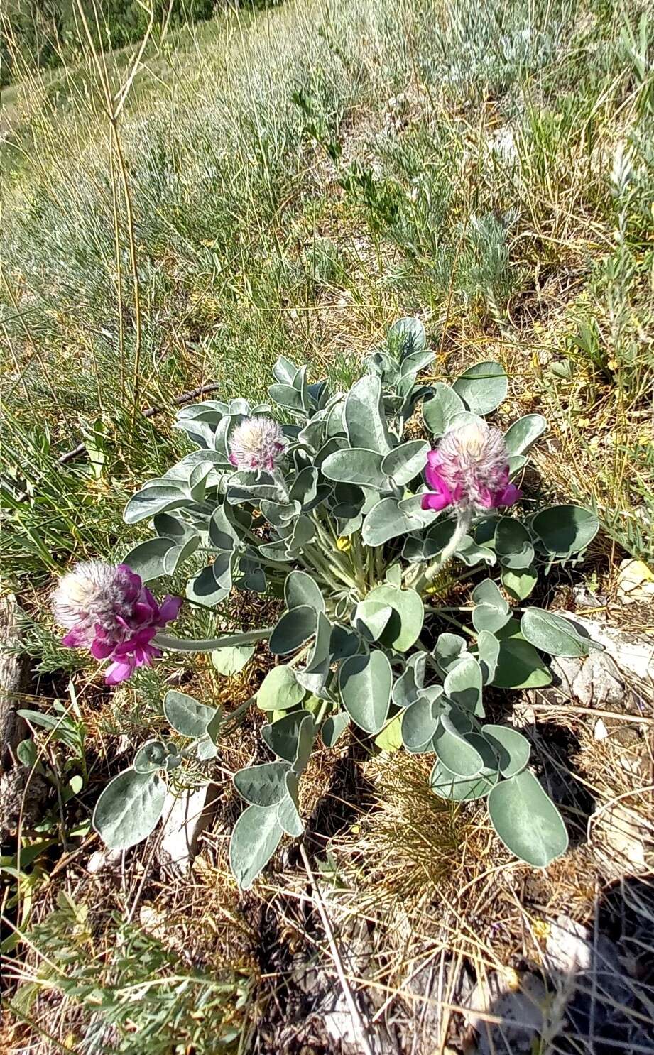 Plancia ëd Hedysarum argyrophyllum Ledeb.