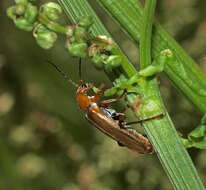 Image of Cantharis livida