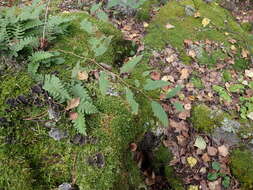 Image of Spiraea flexuosa Fisch. ex Cambess.