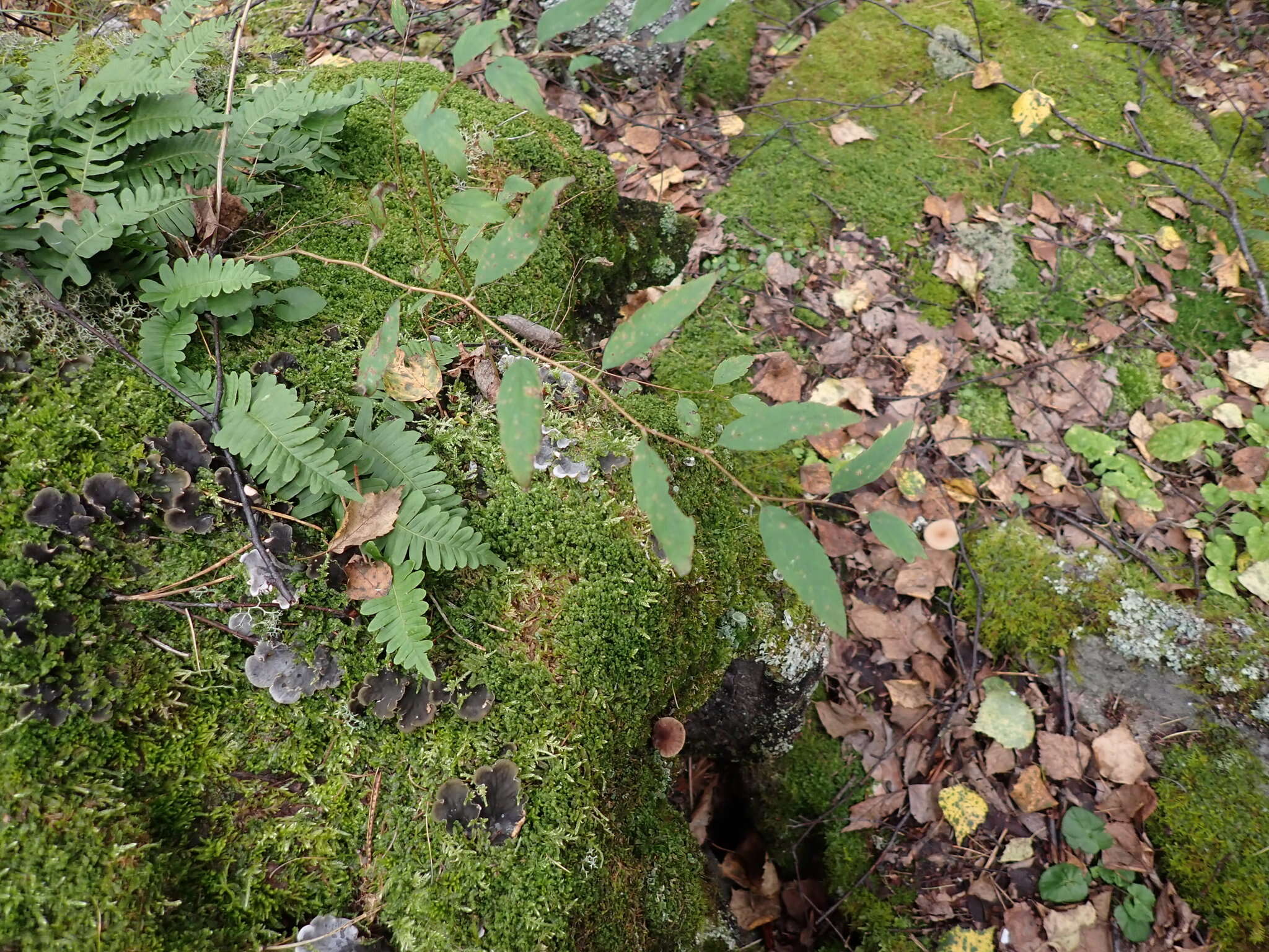 Image of Spiraea flexuosa Fisch. ex Cambess.