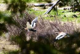 Image of Ashy-headed Goose