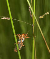 Image of Cantharis livida