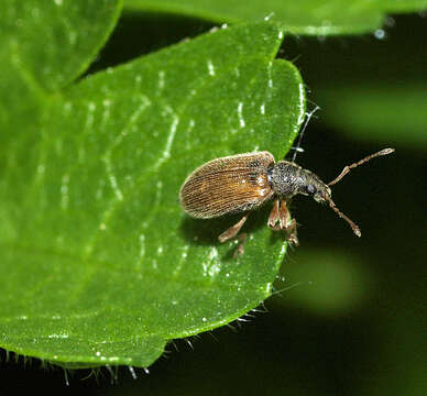 Image of Brown Leaf Weevil