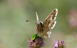 Image of Carline Skipper