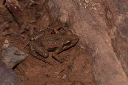 Image of Northern Flinders Ranges froglet