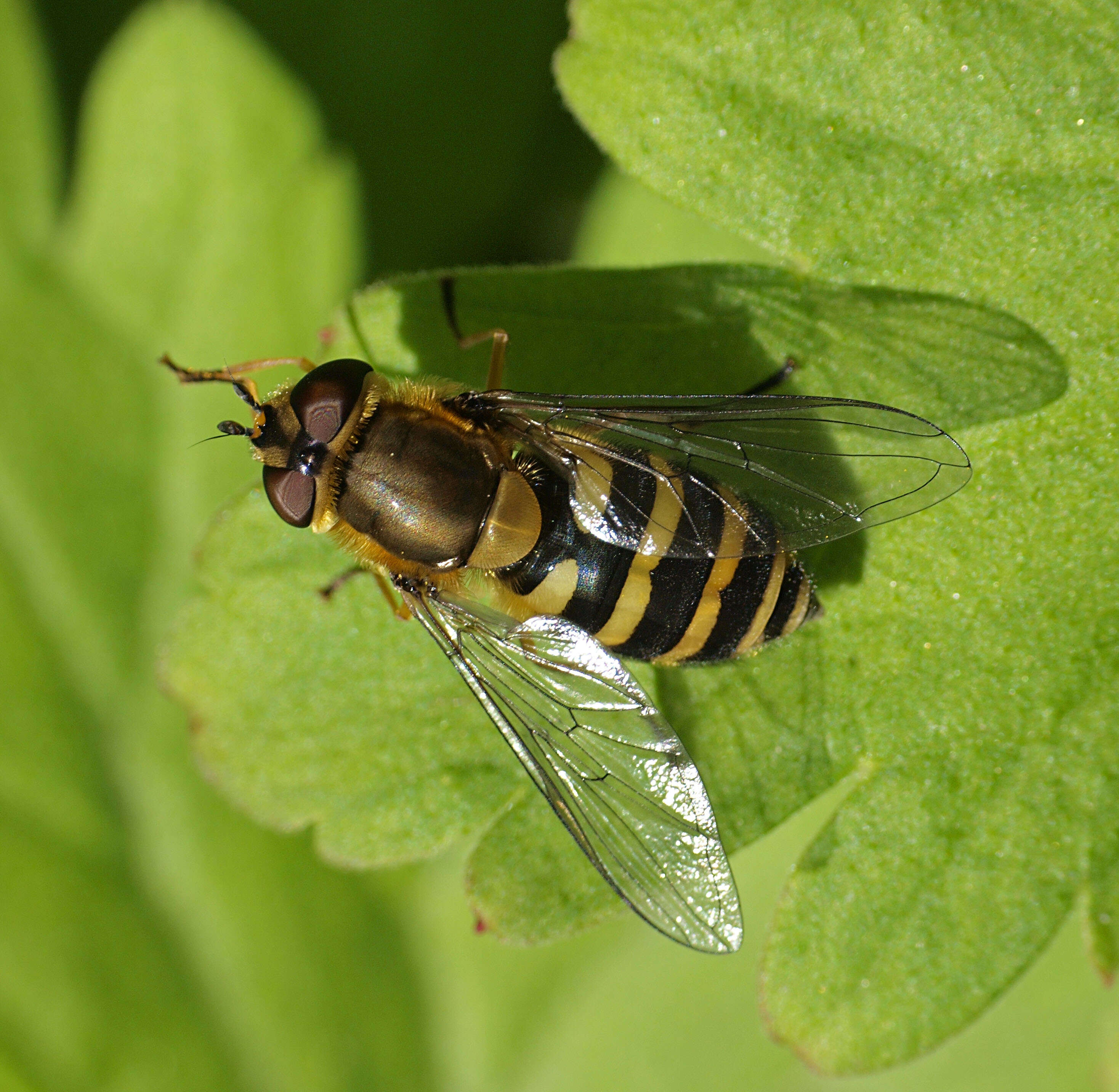 Plancia ëd Syrphus ribesii (Linnaeus 1758)