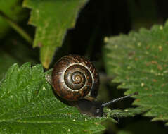 Image of brush snail