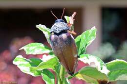 Image of <i>Sternocera <i>castanea</i></i> castanea