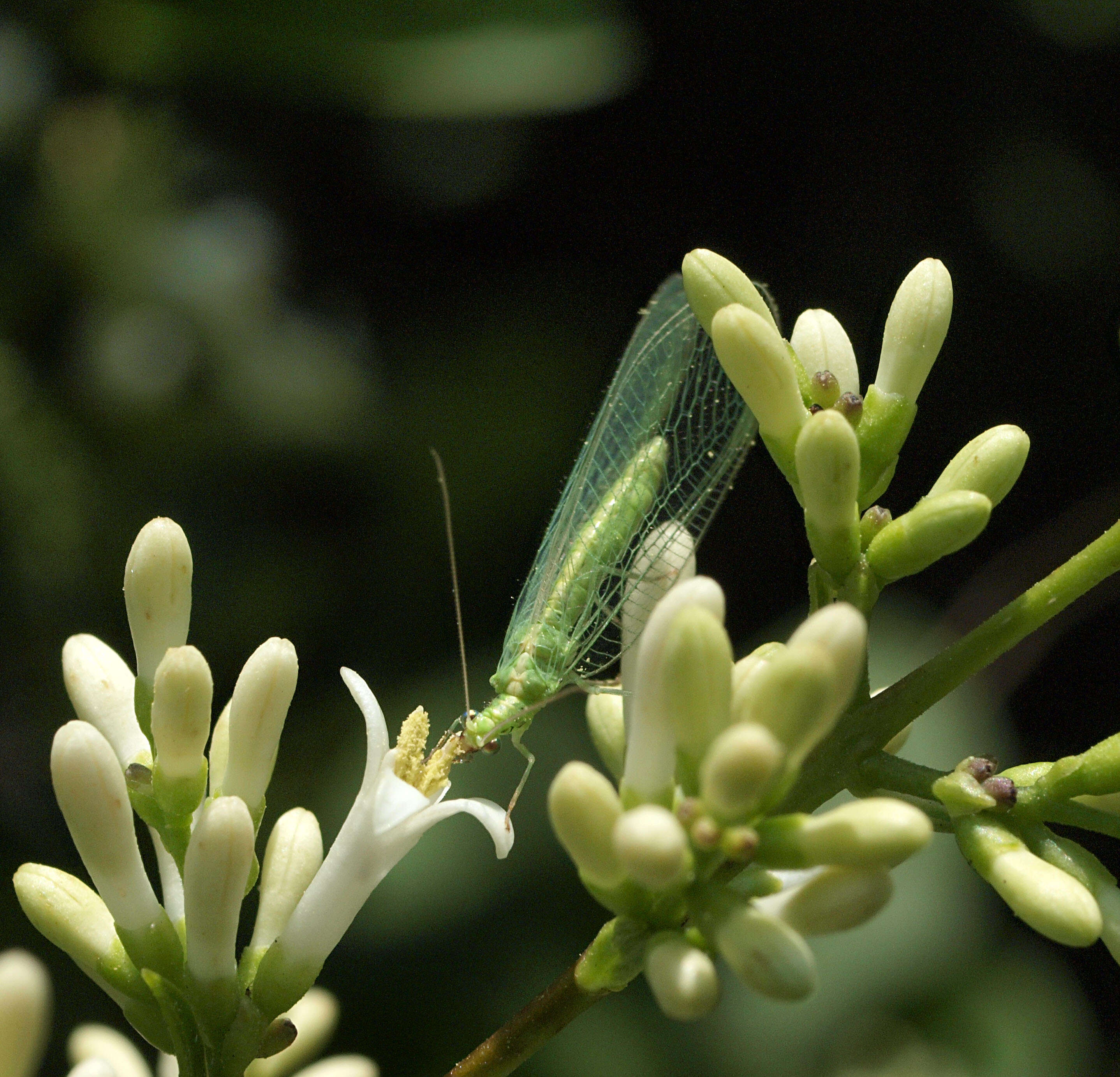 Image of Common green lacewing