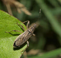 Слика од <i>Himacerus major</i>