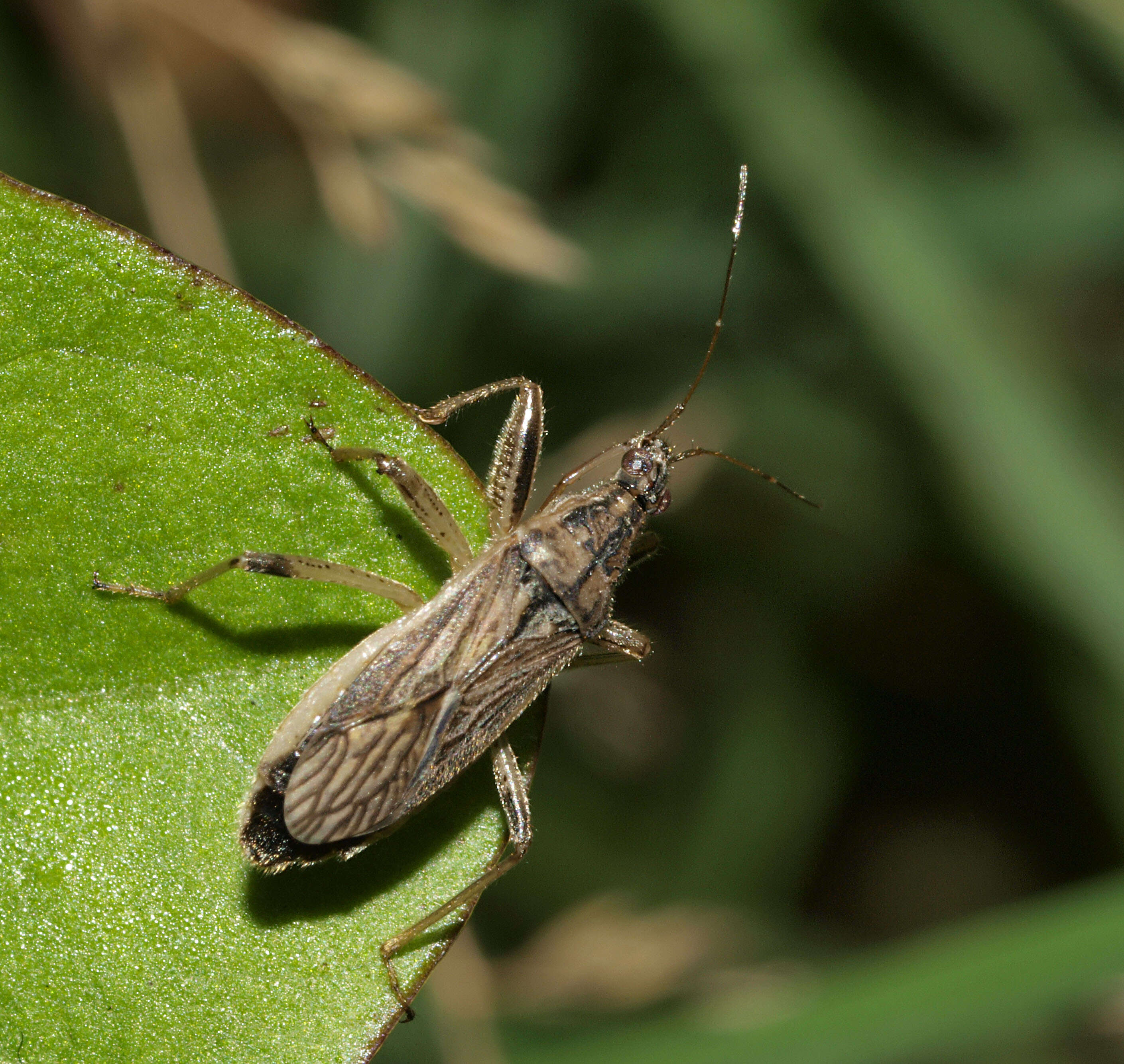 Image of Grey Damsel Bug