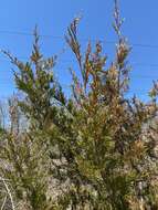 صورة Juniperus virginiana var. virginiana