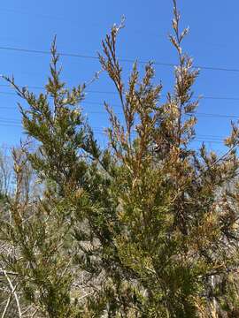 Juniperus virginiana var. virginiana resmi