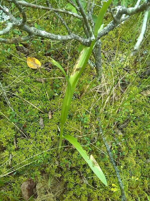 Dactylorhiza maculata subsp. elodes (Griseb.) Soó的圖片