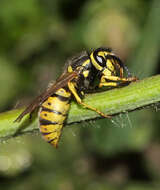 Image of German Wasp