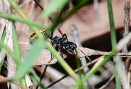 Image of Myrmecia queenslandica Forel 1915