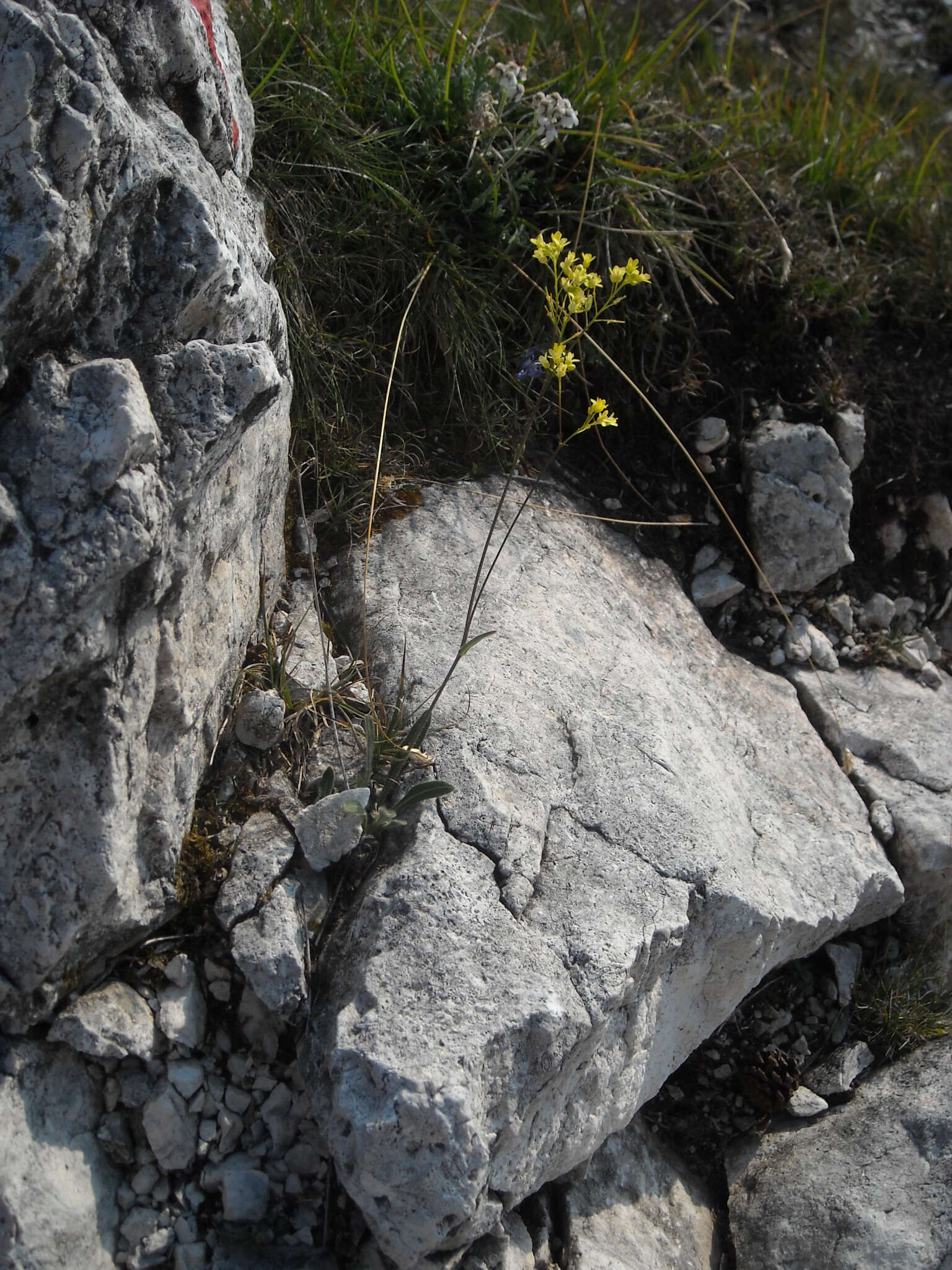 Image of Biscutella laevigata subsp. laevigata