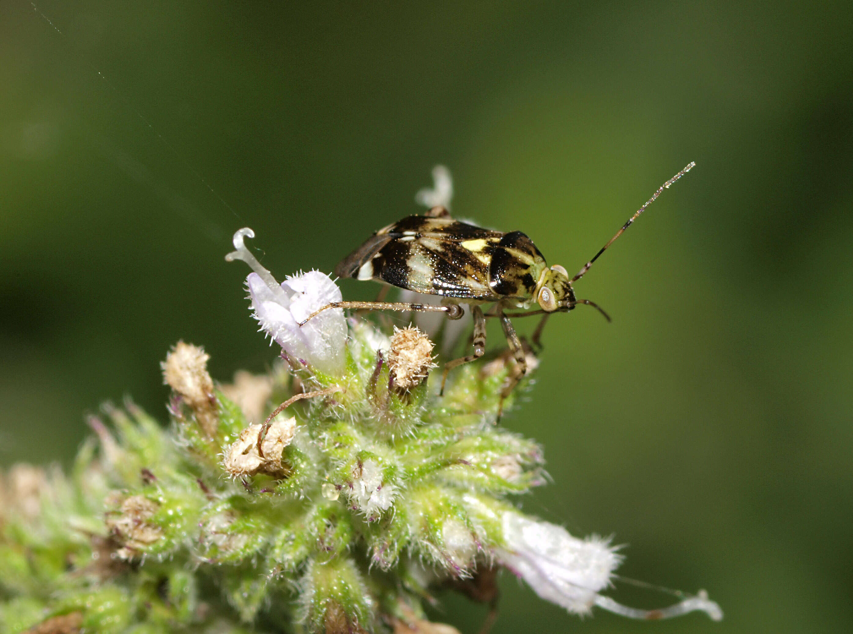 Image of Liocoris