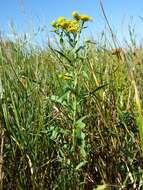 Image of British yellowhead