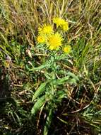 Image of British yellowhead