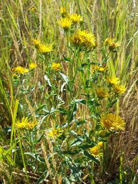 Image of British yellowhead