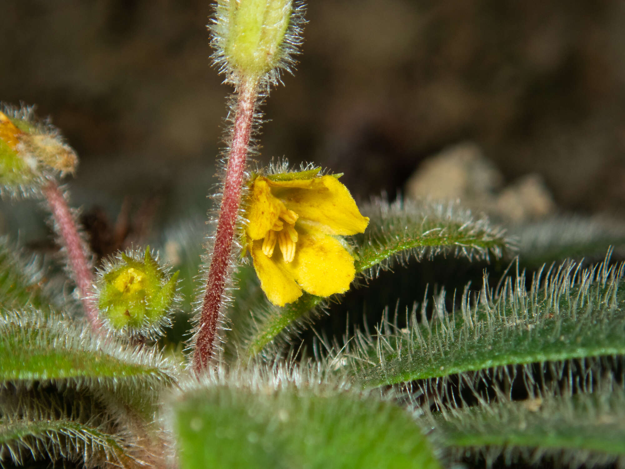 Lysimachia alpestris Champ. ex Benth. resmi