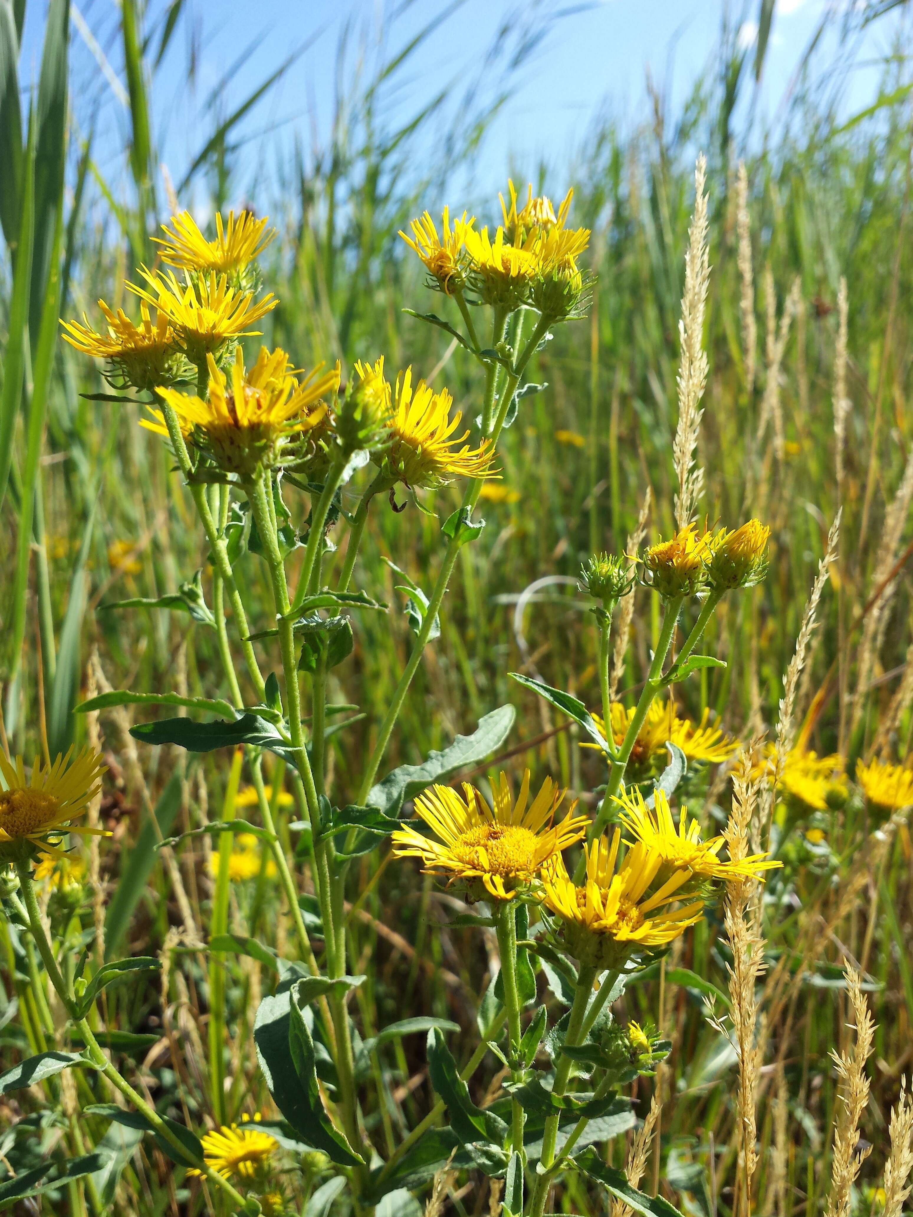 Image of British yellowhead