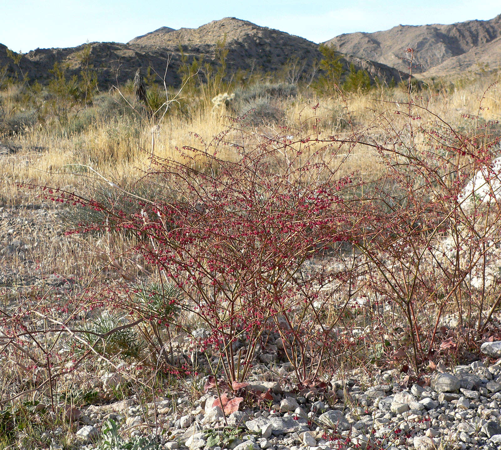 Image de Eriogonum deflexum Torr.