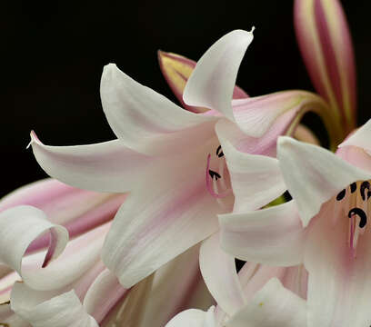 Image of Crinum lineare L. fil.