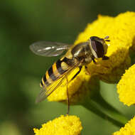 Image of Syrphus vitripennis Meigen 1822