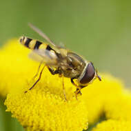 Image of Syrphus vitripennis Meigen 1822