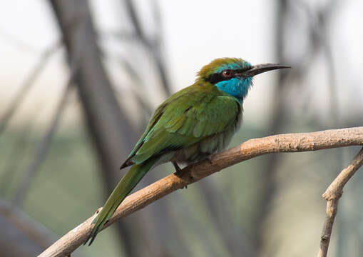 Image of <i>Merops cyanophrys</i>