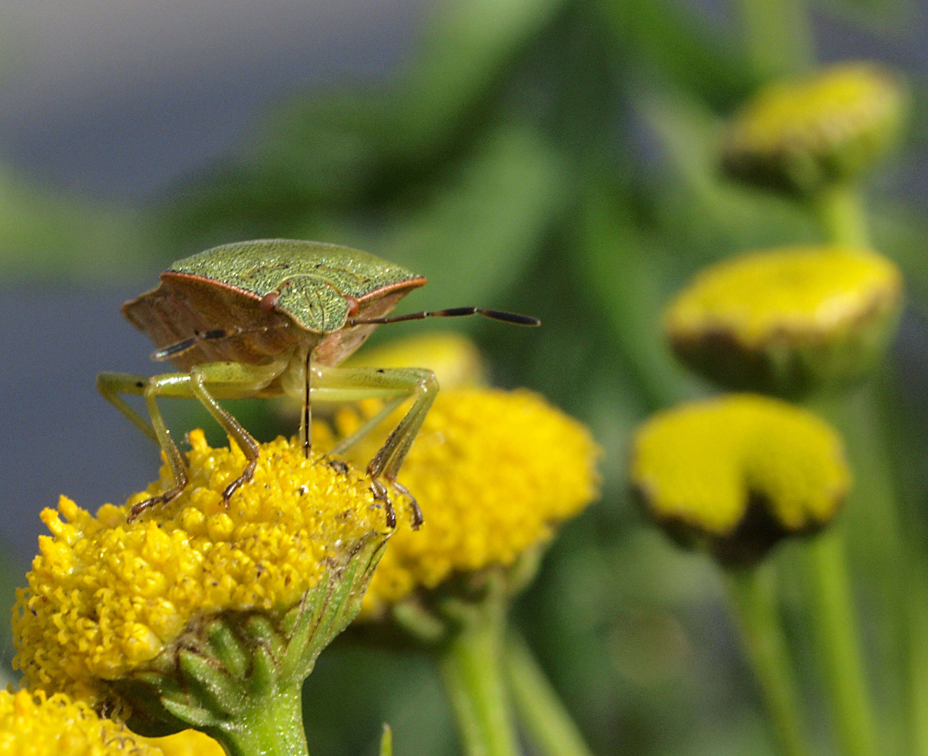 Image of Green shield bug