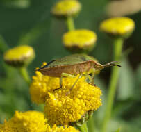 Image of Green shield bug