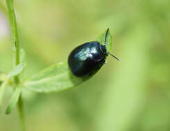 Imagem de Chrysolina (Spheromela) varians (Schaller 1783)