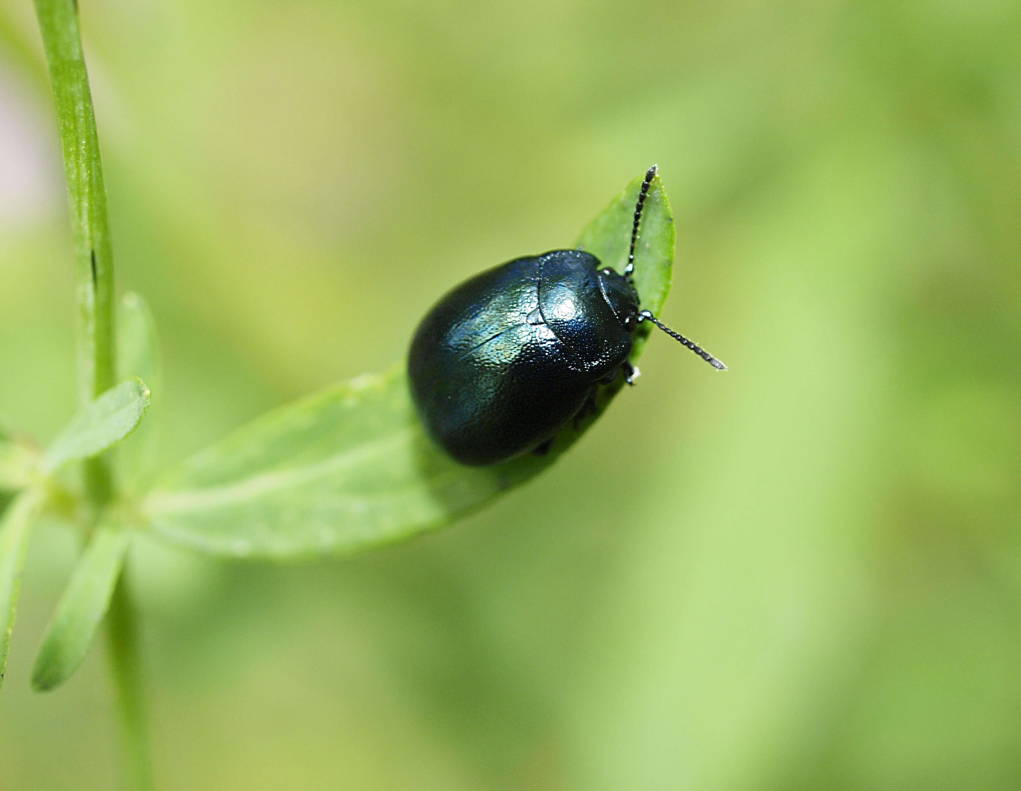 Imagem de Chrysolina (Spheromela) varians (Schaller 1783)